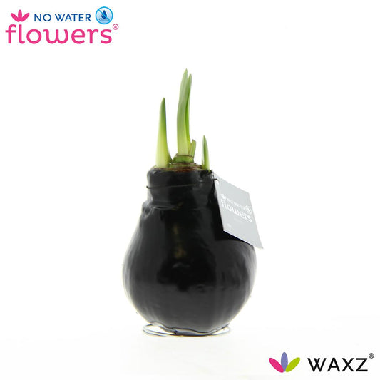 Pflanzfix24 No Water Flowers Waxz® Black - ↕15cm