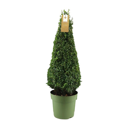 Buxus Semp. Pyramid 55cm P21 - Ø21cm - ↕75cm bei Pflanzfix24