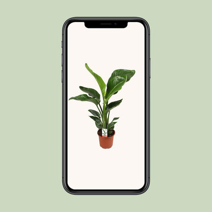 Strelitzia Nicolai Ø17cm Zimmerpflanze – pflanzfix24