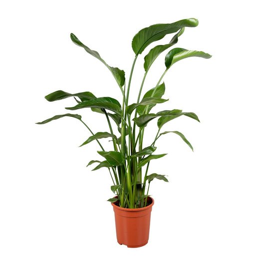 Strelitzia Nicolai 4 Stek 100-120cm - Pflanzfix24