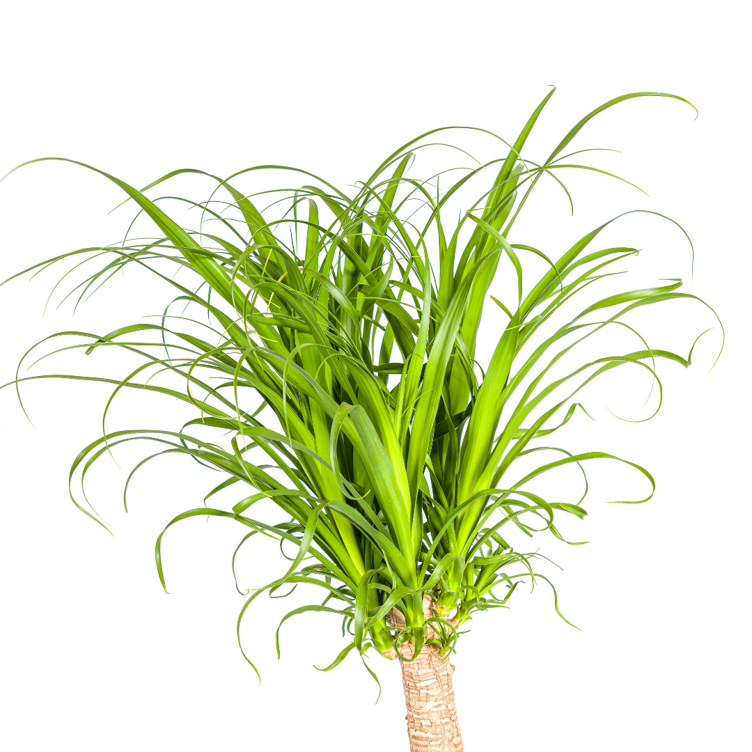 Beaucarnea Recurvata Stamm Ø27cm - ↕110 - 130cm - Pflanzfix24.de - Pflanzfix24.de