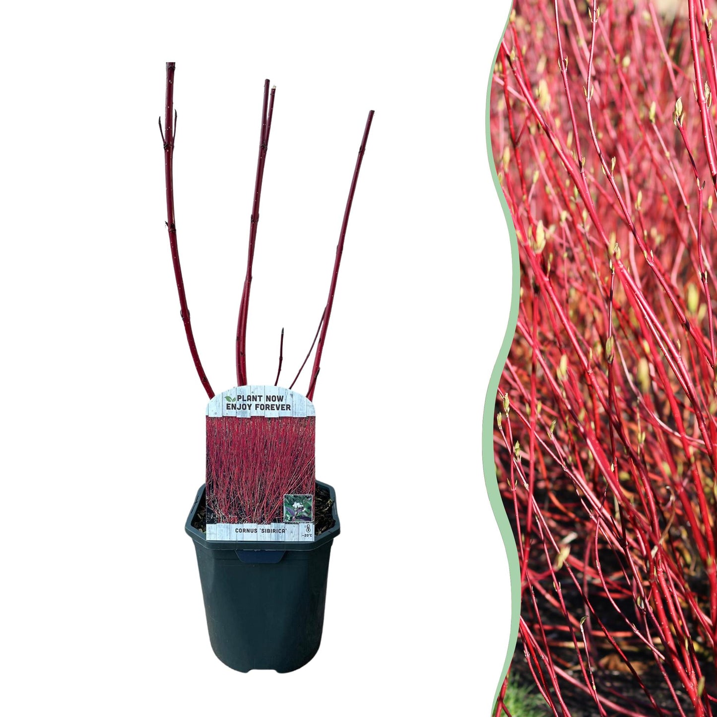 Cornus sibirica - Rote Zweige - 1 Pflanze - Wenig Pflege - Topf 17cm Höhe 45cm - Pflanzfix24.de - Pflanzfix24.de