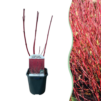 Cornus sibirica - Rote Zweige - 1 Pflanze - Wenig Pflege - Topf 17cm Höhe 45cm - Pflanzfix24.de - Pflanzfix24.de