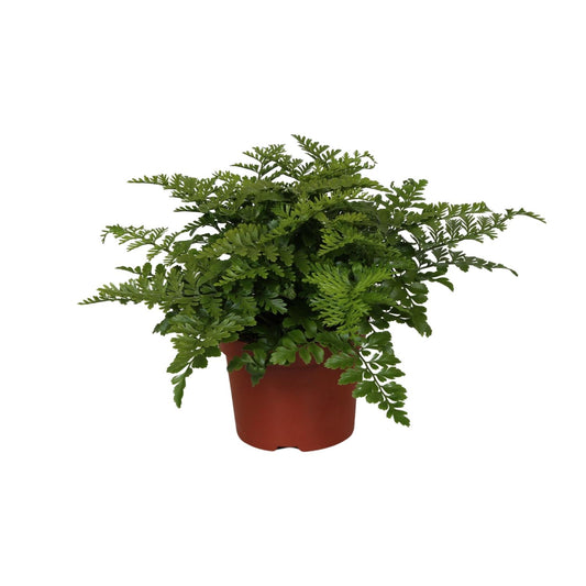 Asplenium Parvati - Ø12cm - ↕25cm - Pflanzfix24.de - Pflanzfix24.de