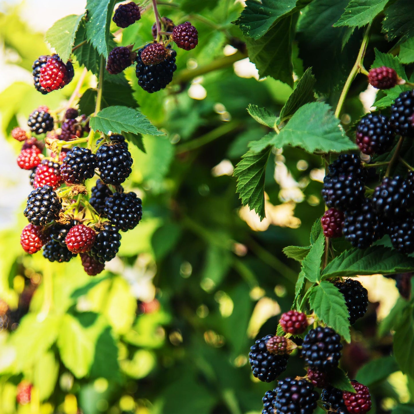 Pflanzfix24 - Obstpflanze - Brombeere - Rubus fruticosus Triple Crown - Schwarze Brombeere - Dornenlos - 2 Pflanzen - Topf 11cm Höhe 40cm