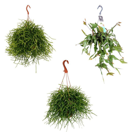 Rhipsalis hangmix - 3 stuks - potmaat 17cm - hoogte 25/45cm - Pflanzfix24
