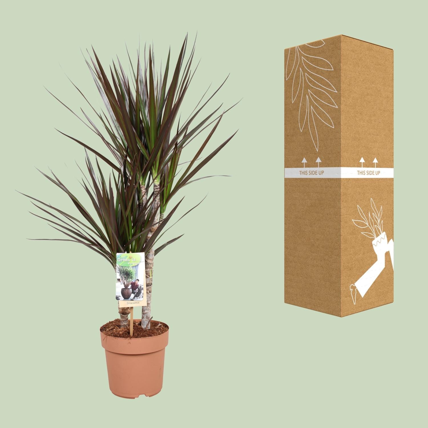 Dracaena Magenta - Ø17cm - ↕80cm bei Pflanzfix24.de - Pflanzfix24.de