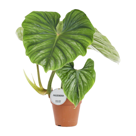 Philodendron Plowmanii Ø15cm, 50cm hoch – Zimmerpflanze | Pflanzfix24