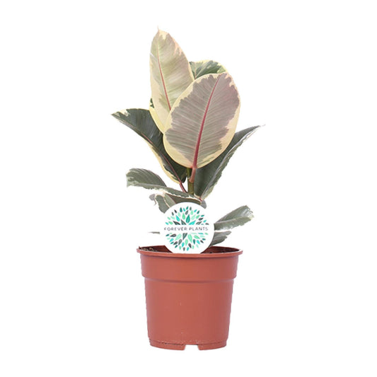 Ficus Elastica Tineke - Ø17cm - ↕50cm - Pflanzfix24.de - Pflanzfix24.de