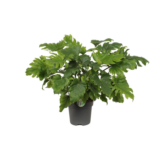 Philodendron Little Hope - Ø21cm - ↕60cm - Pflanzfix24