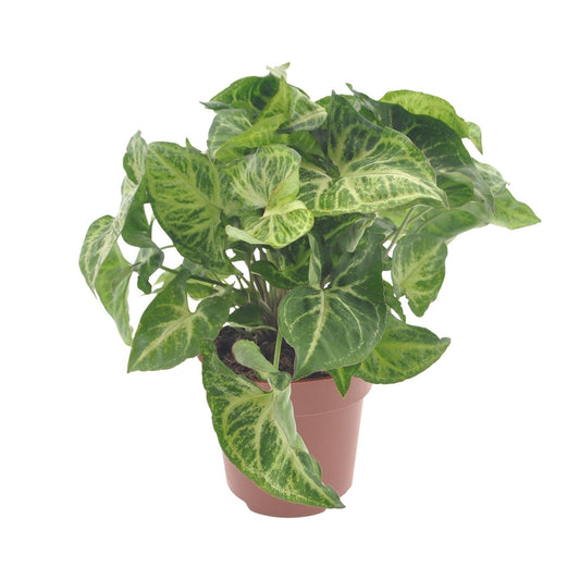 Syngonium Arrow Ø12cm – Pfeilspitzenpflanze bei Pflanzfix24.de - Pflanzfix24.de