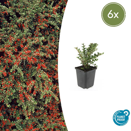 6x Cotoneaster horizontalis - ↕10-25cm - Ø9cm - Pflanzfix24