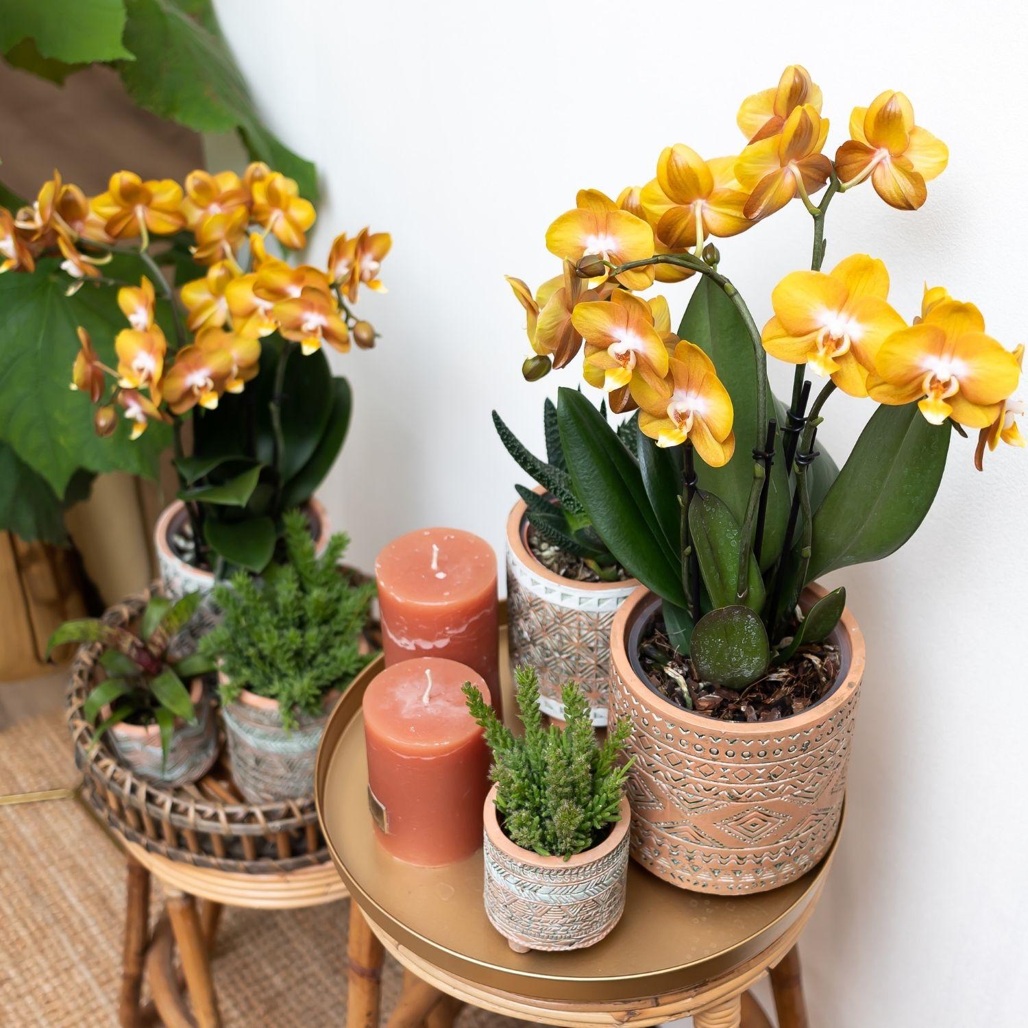 Kolibri Orchideen Jewel Las Vegas Orange-goldene Phalaenopsis Ø12cm | Pflanzfix24.de - Pflanzfix24.de