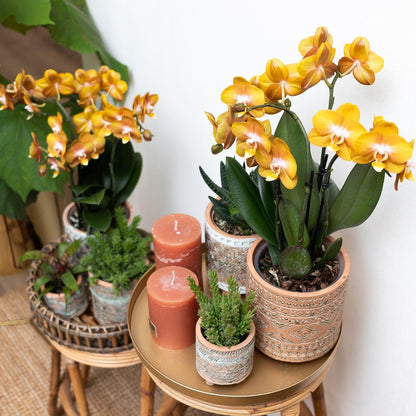 Kolibri Orchideen Jewel Las Vegas Orange-goldene Phalaenopsis Ø12cm | Pflanzfix24.de - Pflanzfix24.de