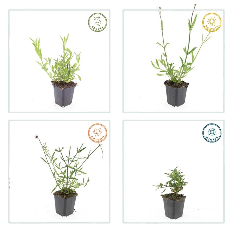 12x Verbena bonariensis - Staude kompakt | Pflanzfix24