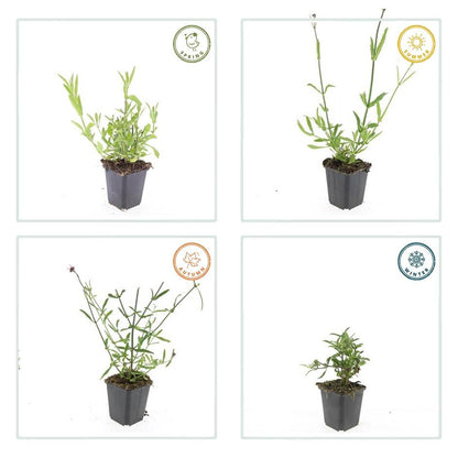 12x Verbena bonariensis - Staude kompakt | Pflanzfix24