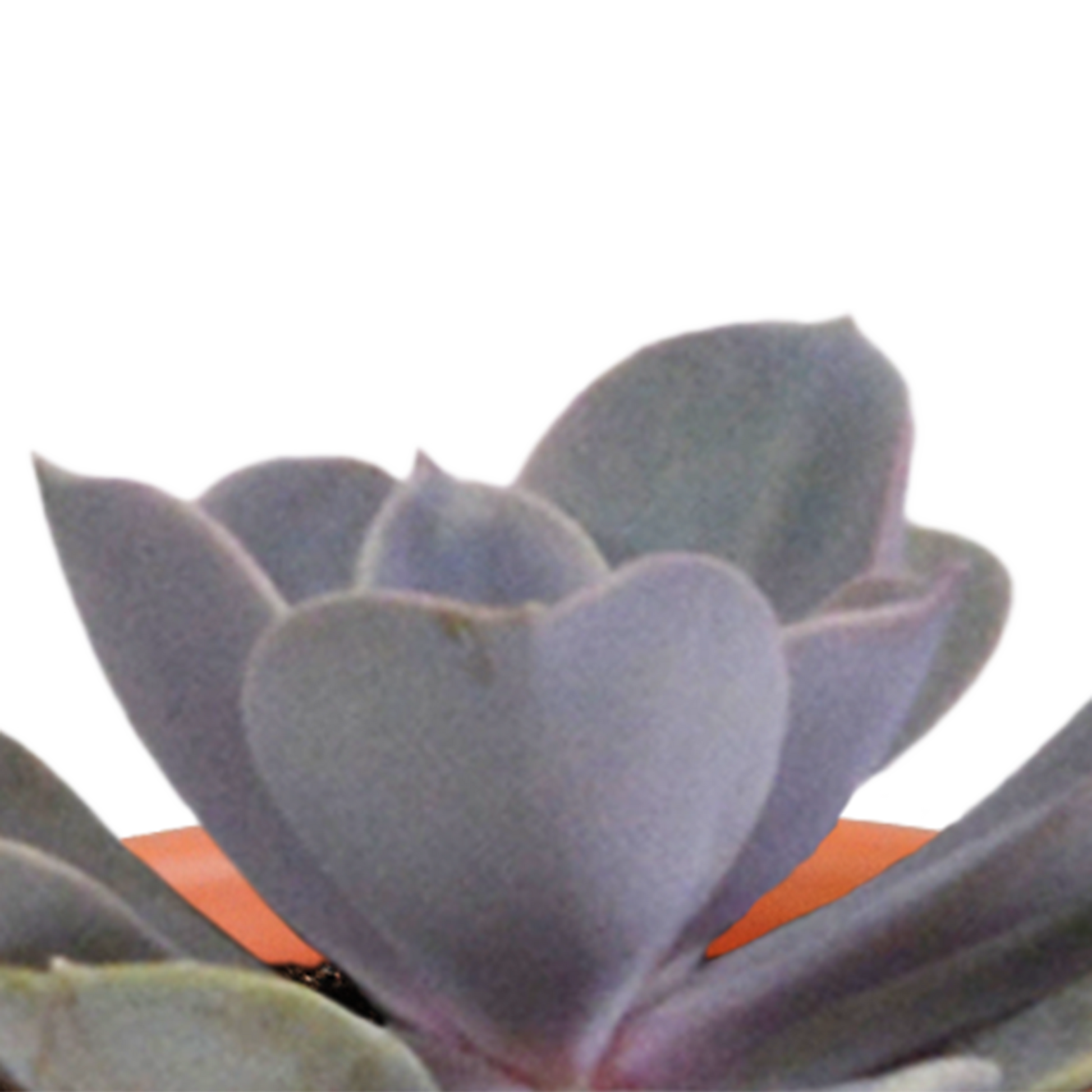 Cactus en vetplanten Mischung 5,5 cm | 15 stück - in Mexicaanse pot - Pflanzfix24.de - Pflanzfix24.de