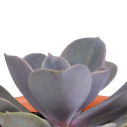 Cactus en vetplanten Mischung 5,5 cm | 15 stück - in Mexicaanse pot - Pflanzfix24.de - Pflanzfix24.de