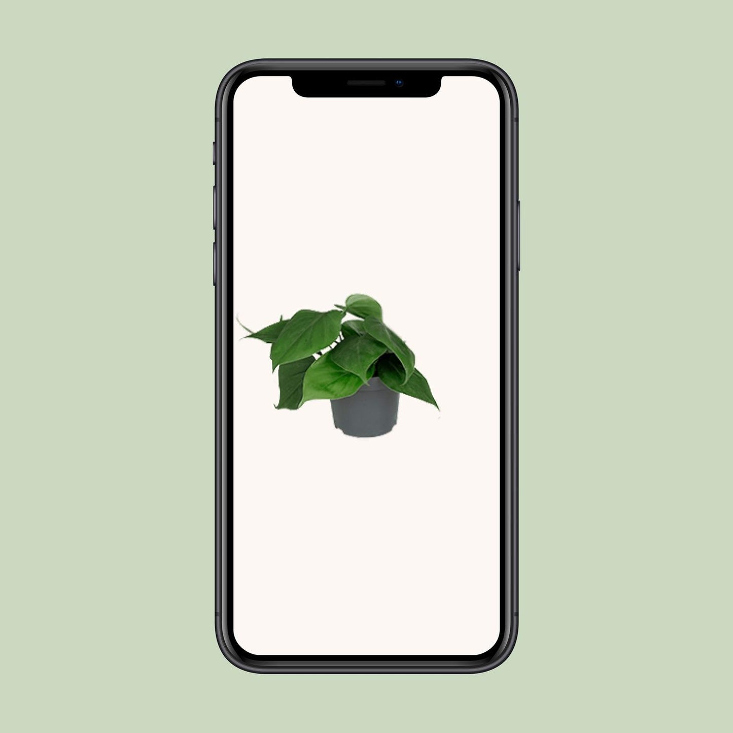 Philodendron Scandens 15cm Ø12cm – Pflegeleichte Zimmerpflanze | Pflanzfix24.de - Pflanzfix24.de