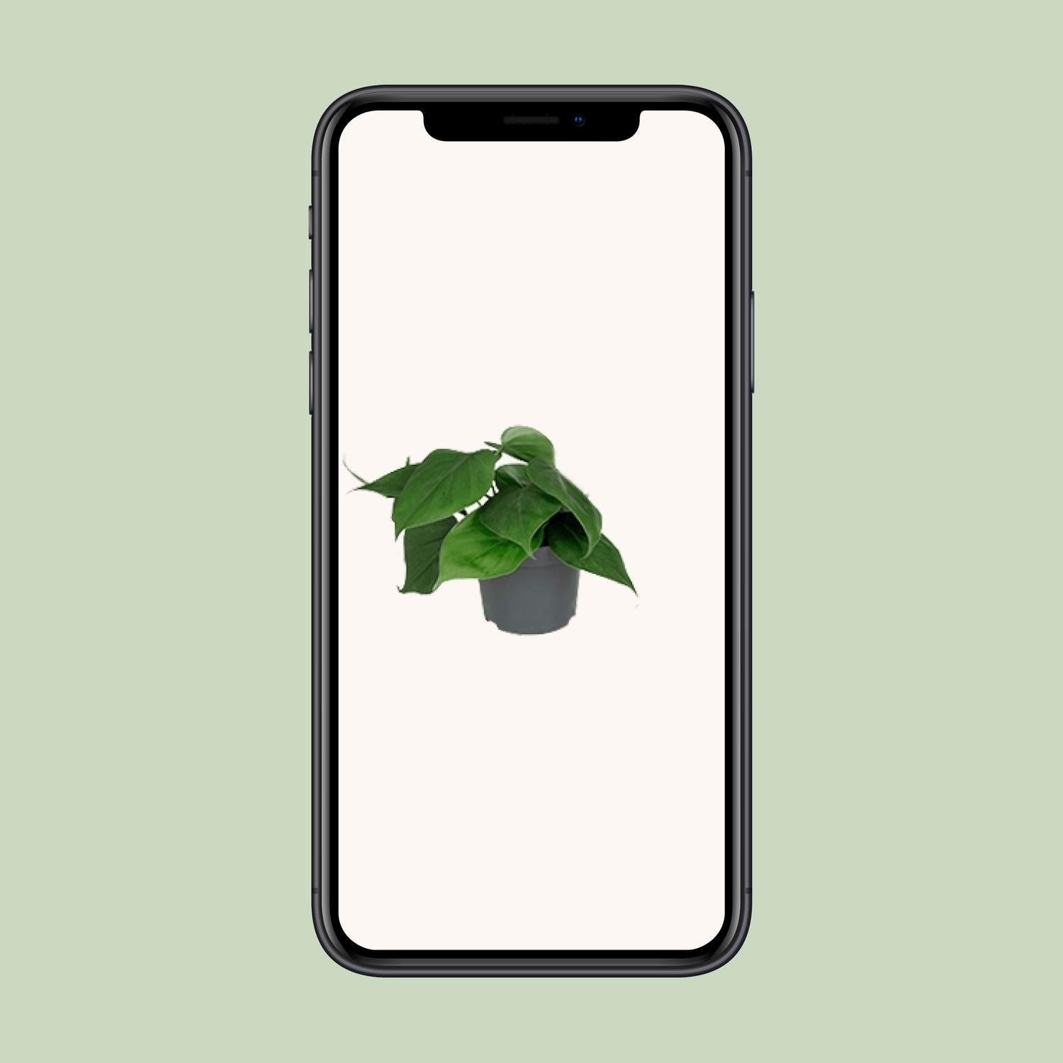 Philodendron Scandens 15cm Ø12cm – Pflegeleichte Zimmerpflanze | Pflanzfix24.de - Pflanzfix24.de