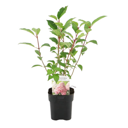 Pflanzfix24 - Rispenhortensie - Hydrangea panniculata Vanille Fraise - 1 Pflanze - Topf 17cm