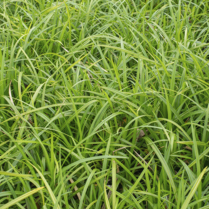 6x Carex morrowii 'Irish Green' - ↕10-25cm - Ø9cm - Pflanzfix24.de - Pflanzfix24.de