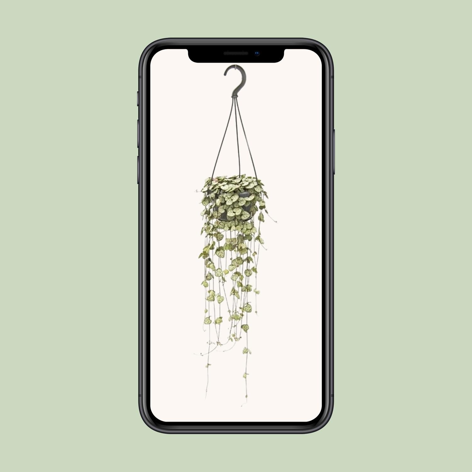 Ceropegia Woodii Hang - Ø14cm - ↕50cm - Pflanzfix24.de - Pflanzfix24.de