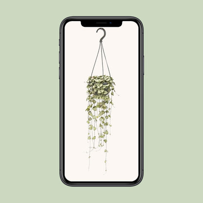 Ceropegia Woodii Hang - Ø14cm - ↕50cm - Pflanzfix24.de - Pflanzfix24.de