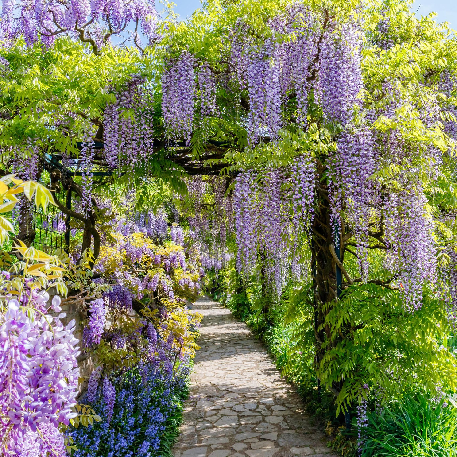 Pflanzfix24.de - Blauregen - Wisteria floribunda Prolific - Blüte Blau - 1 Pflanze - Pflanzfix24.de