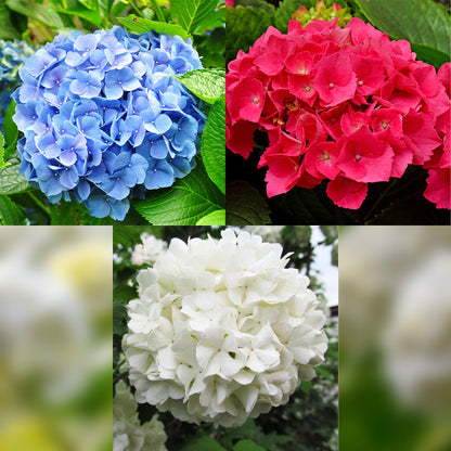 pflanzfix24 - Hortensie - Hydrangea macrophylla Tricolour - Blüte Blau, Rosa und Weiß - 3 Pflanzen - Laubabwerfend - Topf 17cm Höhe 30cm