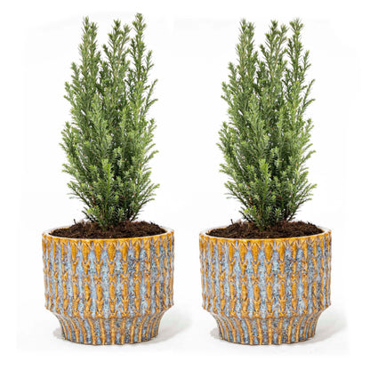 Set van 2 - Kerstboom 'Ellwoodii' + Pot Echo - 30 cm hoog - Pflanzfix24