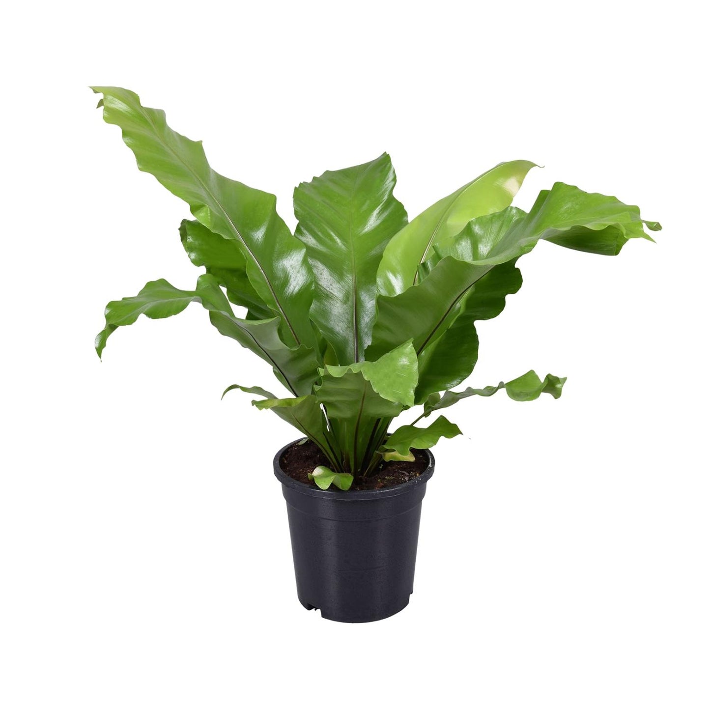 Asplenium Nidus - Ø17cm - ↕45cm - Pflanzfix24