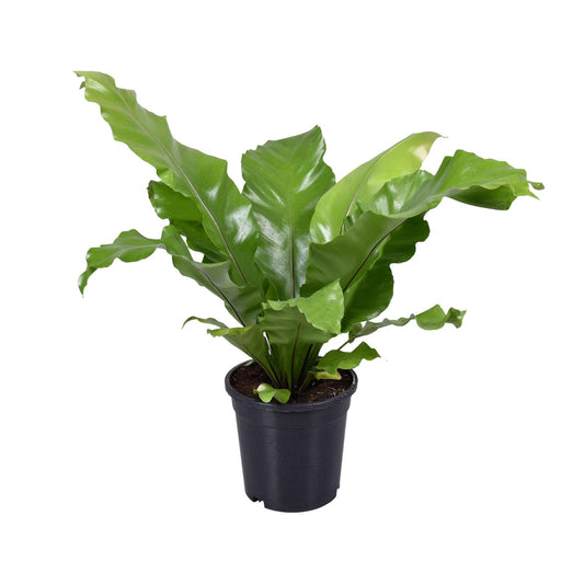 Asplenium Nidus - Ø17cm - ↕45cm - Pflanzfix24