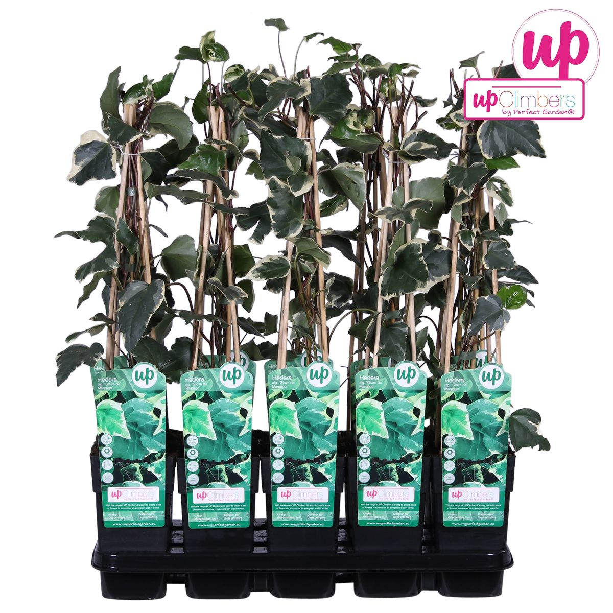 Hedera algeriensis 'Gloire de Maren' - Pflanzfix24.de - Pflanzfix24.de