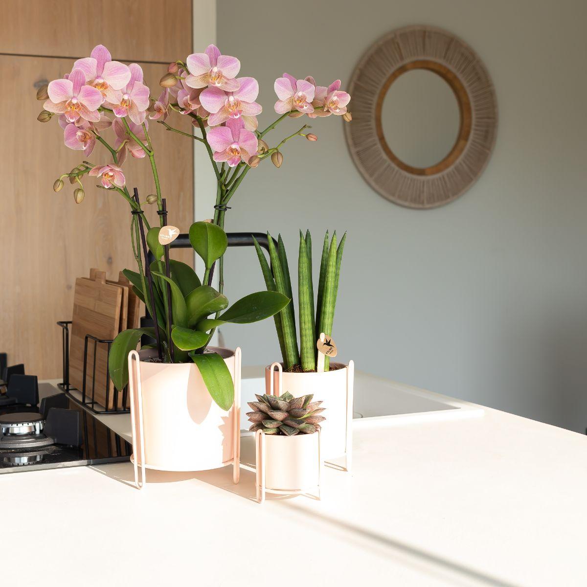 Phalaenopsis Orchidee Jewel Treviso Altrosa Ø12cm – 4 Zweige | Pflanzfix24.de - Pflanzfix24.de