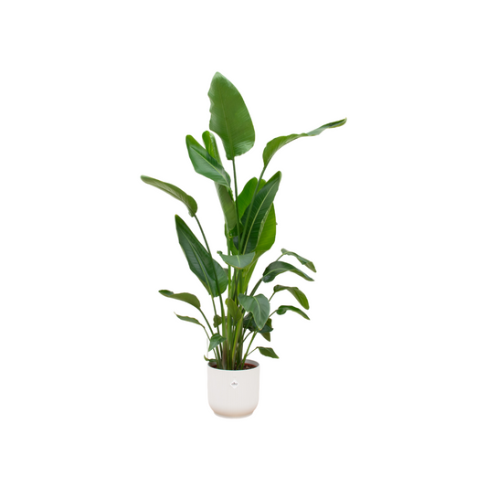 Strelitzia Nicolai 160 cm Ø30 mit elho Vibes Fold Round weiß | Pflanzfix24