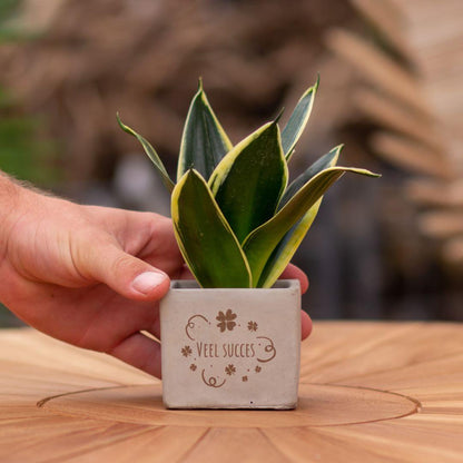 Congreet plantpots + Sansevieria | Veel succes - Pflanzfix24.de - Pflanzfix24.de