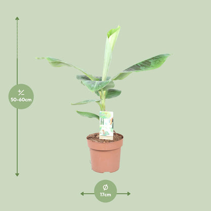 Musa Dwarf Cavendish - Ø17cm - ↕60cm - Pflanzfix24