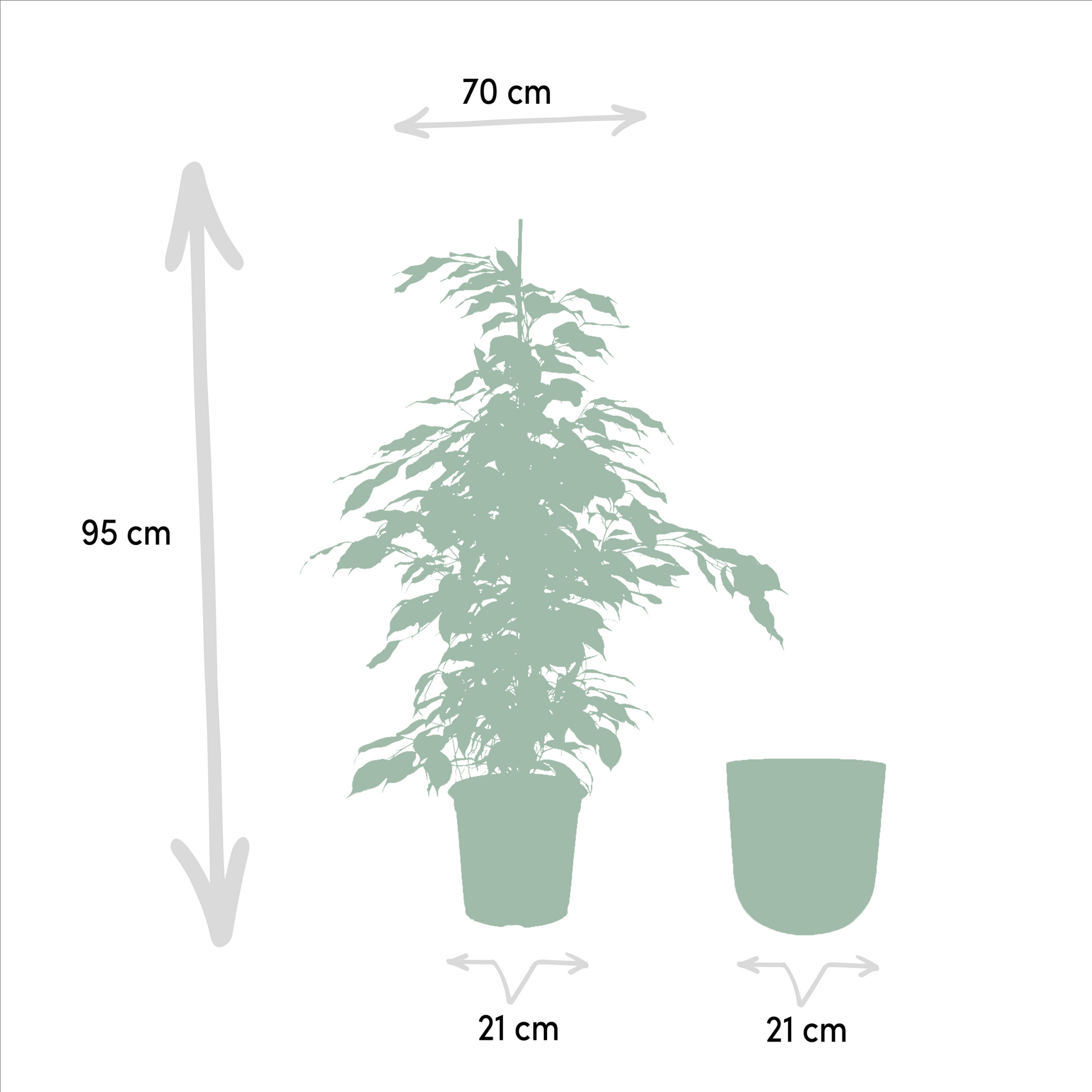 Ficus Benjamina Danielle - Ø21cm - ↕95cm + Topf Mayk Lead - Pflanzfix24.de - Pflanzfix24.de