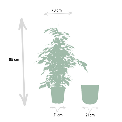 Ficus Benjamina Danielle - Ø21cm - ↕95cm + Topf Mayk Lead - Pflanzfix24.de - Pflanzfix24.de