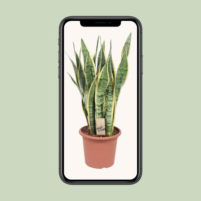 Sansevieria Trifasciata Laurentii - Ø25cm - ↕85cm - Pflanzfix24