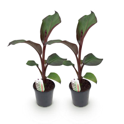 Pflanzfix24 - Gartenbanane Ensete ventricosum Maurelli - Winterhart - 2 Pflanzen - Topf 17cm Höhe 40cm