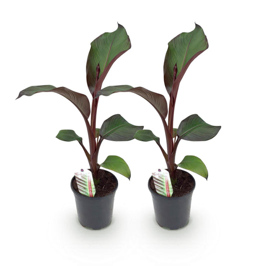 Pflanzfix24 - Gartenbanane Ensete ventricosum Maurelli - Winterhart - 2 Pflanzen - Topf 17cm Höhe 40cm