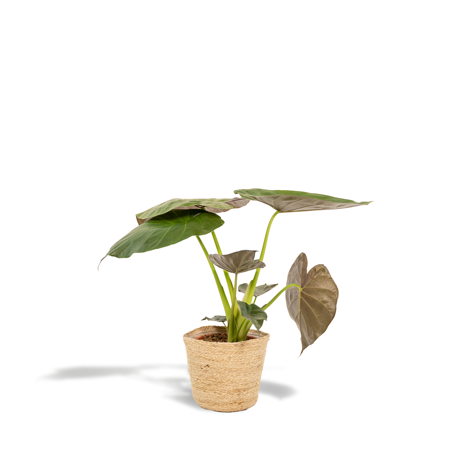 Alocasia Wentii Ø19cm mit Korb – luftreinigende Zimmerpflanze | Pflanzfix24