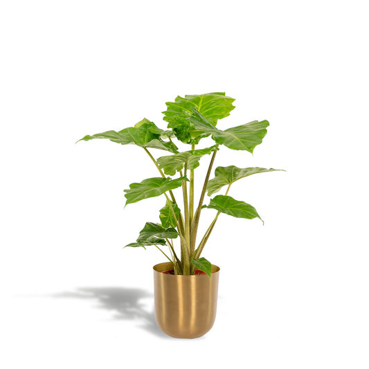Alocasia Portodora - Ø21cm - ↕80cm + Topf Mayk Gold - Pflanzfix24