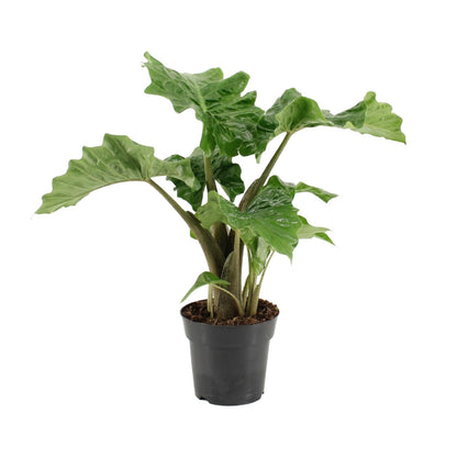 Alocasia Low Rider - Ø17cm - ↕50cm - Pflanzfix24
