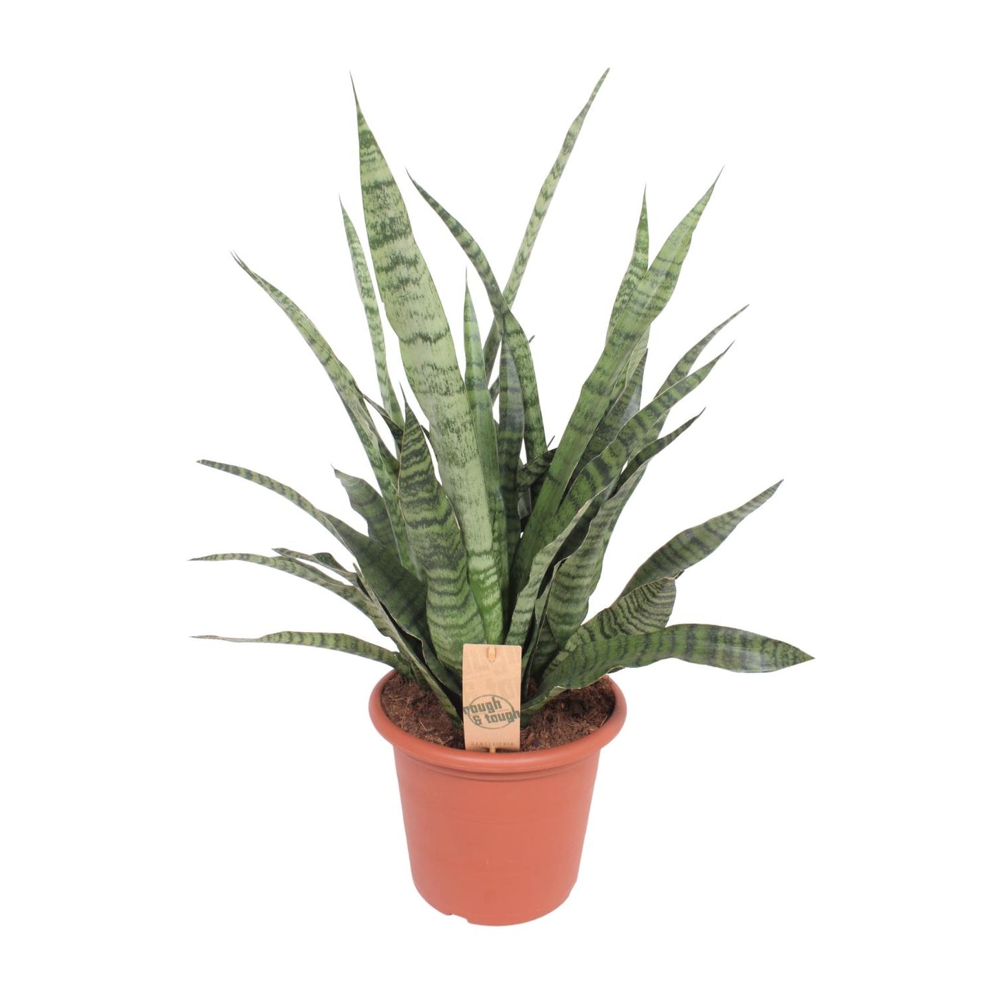 Sansevieria Diamond Green - Ø25cm - ↕80cm - Pflanzfix24