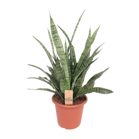 Sansevieria Diamond Green - Ø25cm - ↕80cm - Pflanzfix24