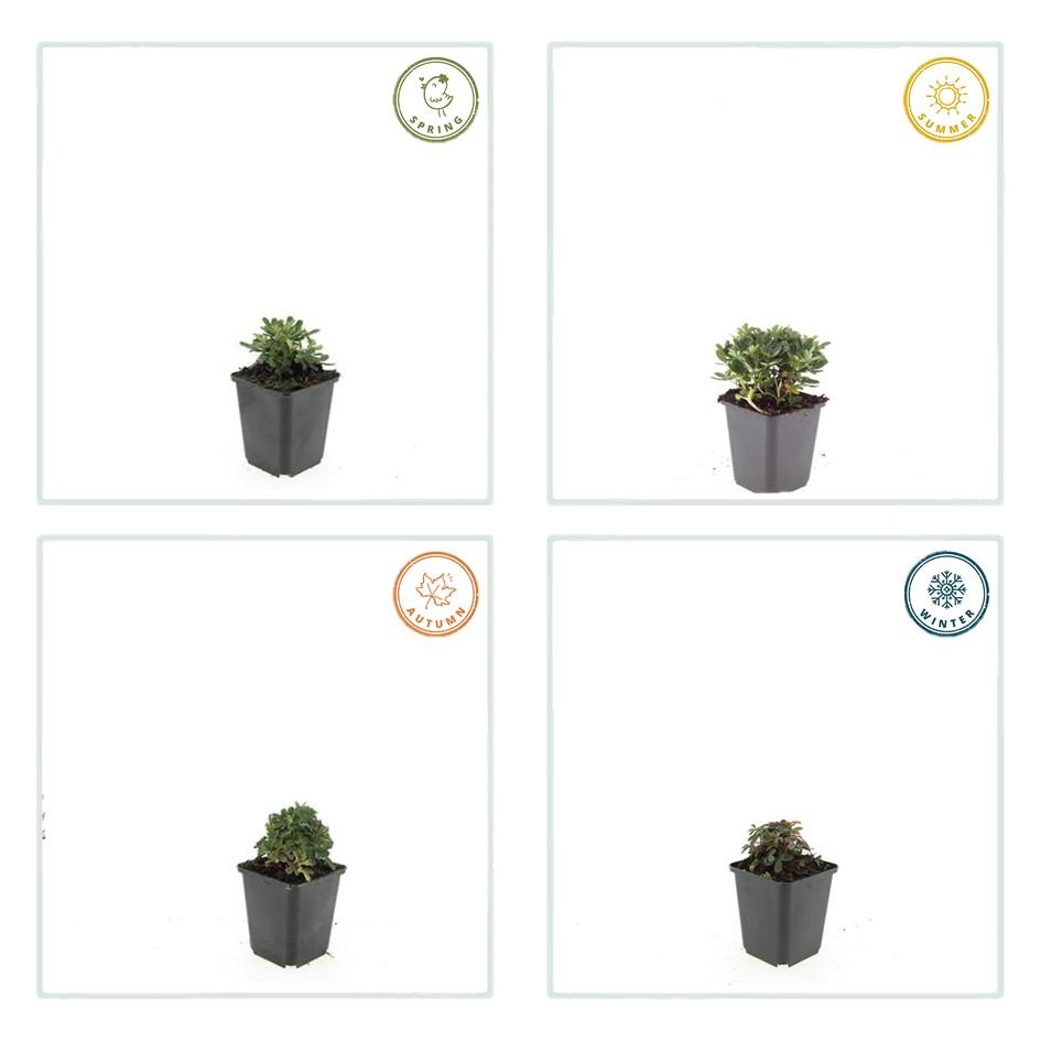 20x Potentilla tridentata 'Nuuk' – winterharter Bodendecker | Pflanzfix24