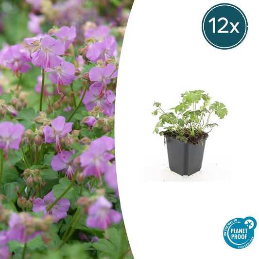 12x Geranium 'Cambridge' – rosa Bodendecker-Staude | Pflanzfix24.de - Pflanzfix24.de